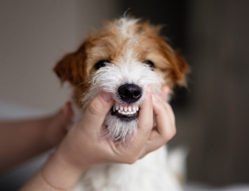 Golden Years, But Not Yellow Teeth: Dental Care Tips for Senior Dogs and Cats