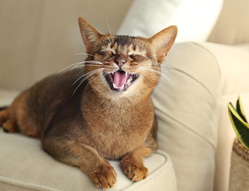 When Cats Get Chatty: What Excessive Meowing Tells You