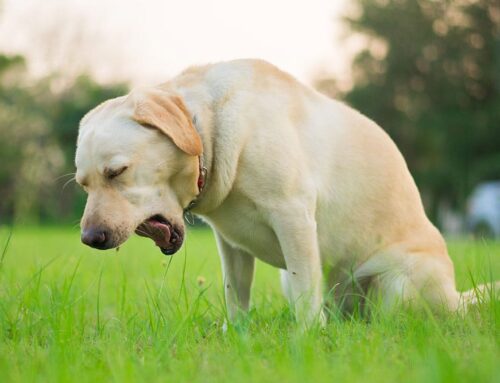 Kennel Cough in Dogs: Prevention and Treatment