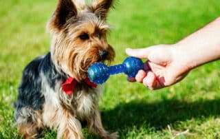 Small dog eager for toy bone playtime.
