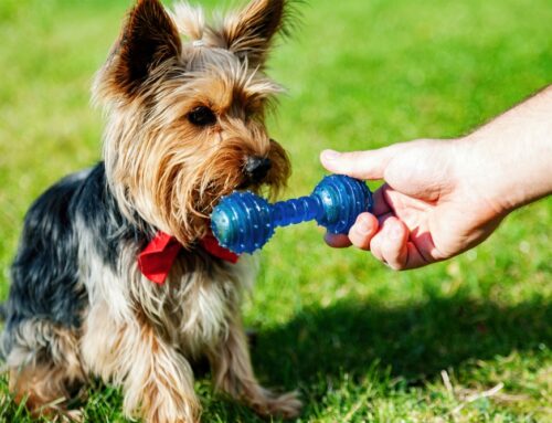 Dangerous Equipment for your pet