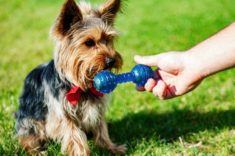Small dog eager for toy bone playtime.