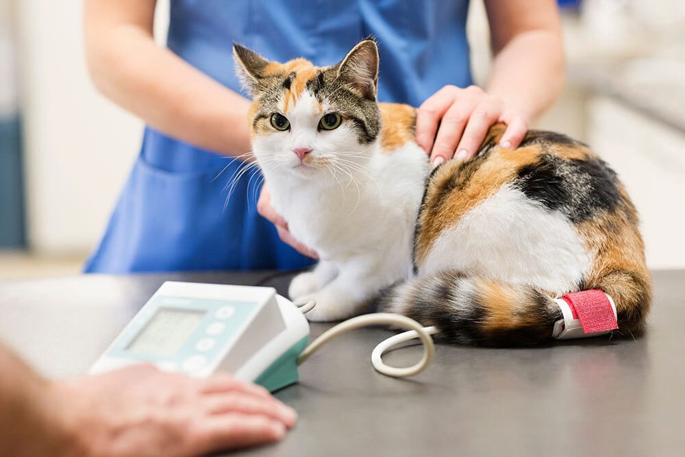 Cat having its blood pressure taken at a veterinary clinic.