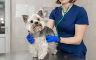 Yorkie on exam table having a veterinary health check.