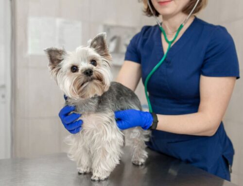 Senior Screening: Blood Pressure, Thyroid, and X-Rays