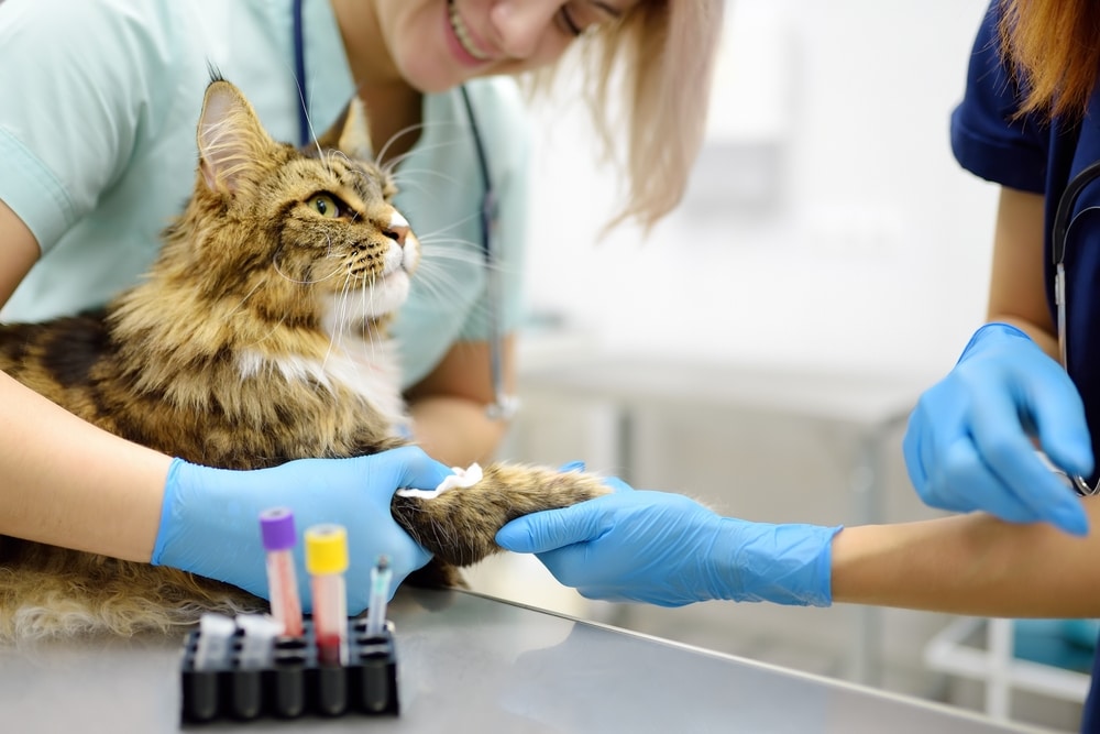 Two veterinary professionals in blue gloves prepare to take a blood sample from the front paw of a fluffy tabby cat in a clinical setting.