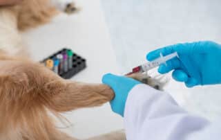 The Doctor Is Testing The Dog's Blood