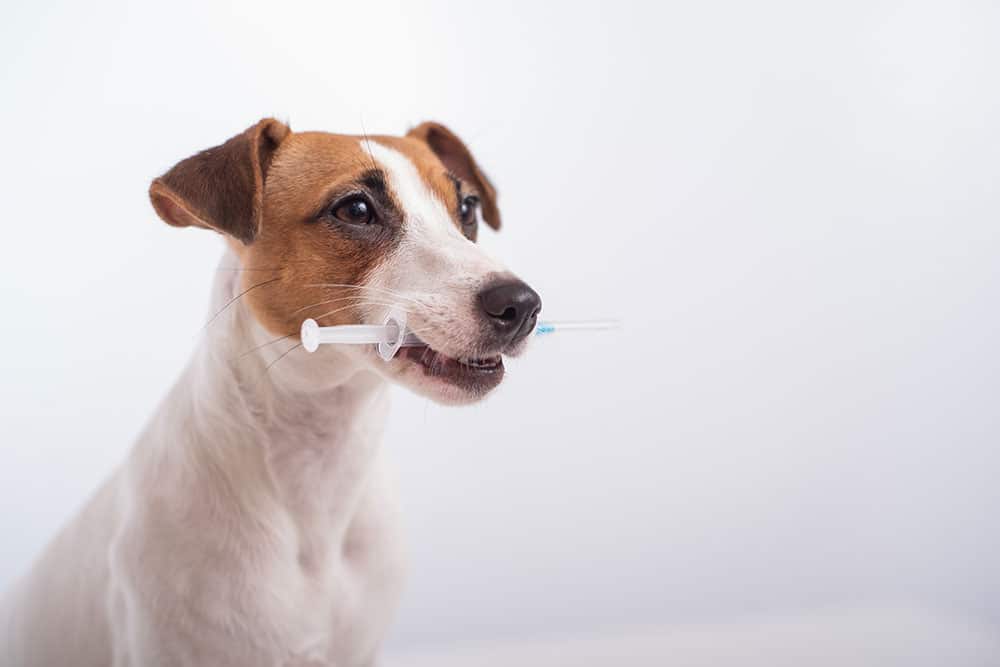 Veterinarian examining a dog’s eye by gently holding the dog’s head.