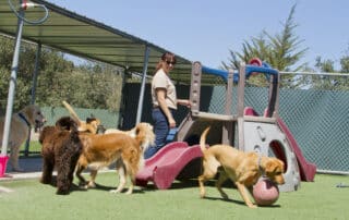 Professional dog daycare environment with staff ensuring dog safety and supervision.