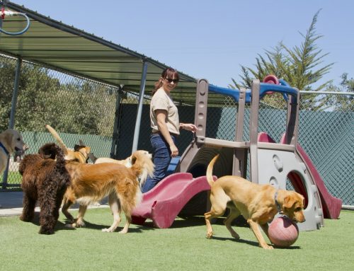 Dog Daycare: What to Ask, Vaccine Requirements, and Safety