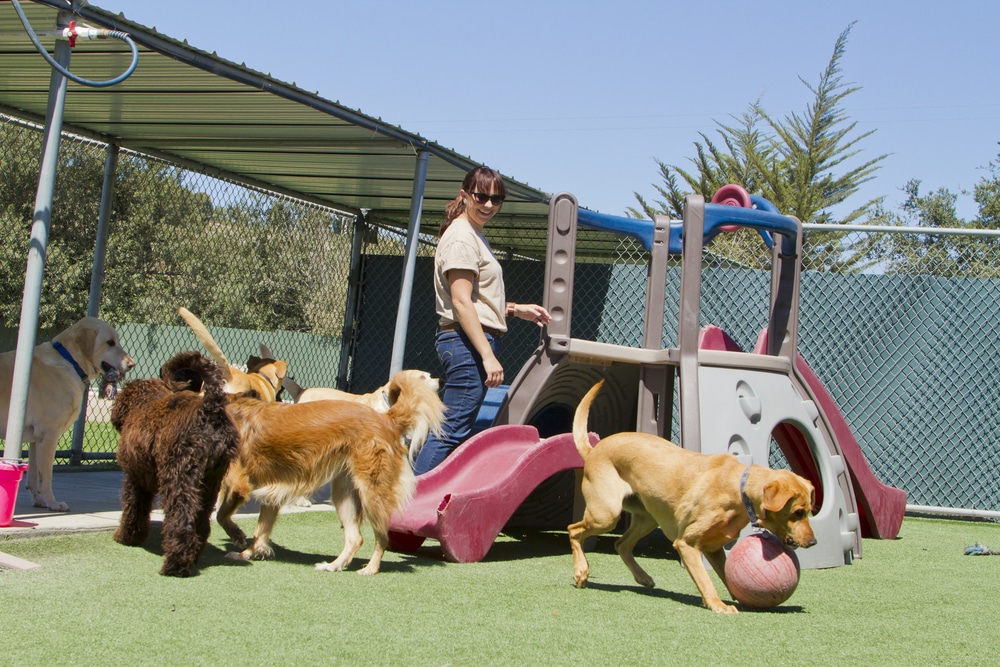 Professional dog daycare environment with staff ensuring dog safety and supervision.