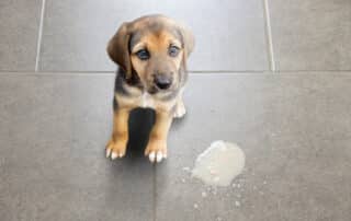 A sad-looking brown and black puppy sitting on a grey tiled floor next to a small puddle of vomit, looking up at the camera with wide, concerned eyes.