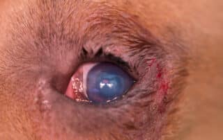 Dog with entropion, a condition in which the eyelid rolls inward, causing the eyelashes to rub against the eye and create irritation.