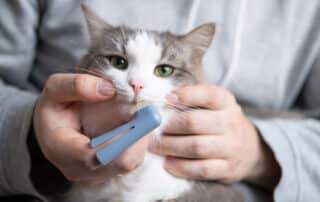 A close-up shot of a grey and white cat with green eyes being held by a person in a grey hoodie, who is gently pulling back the cat's lip to brush its teeth using a small blue finger toothbrush.