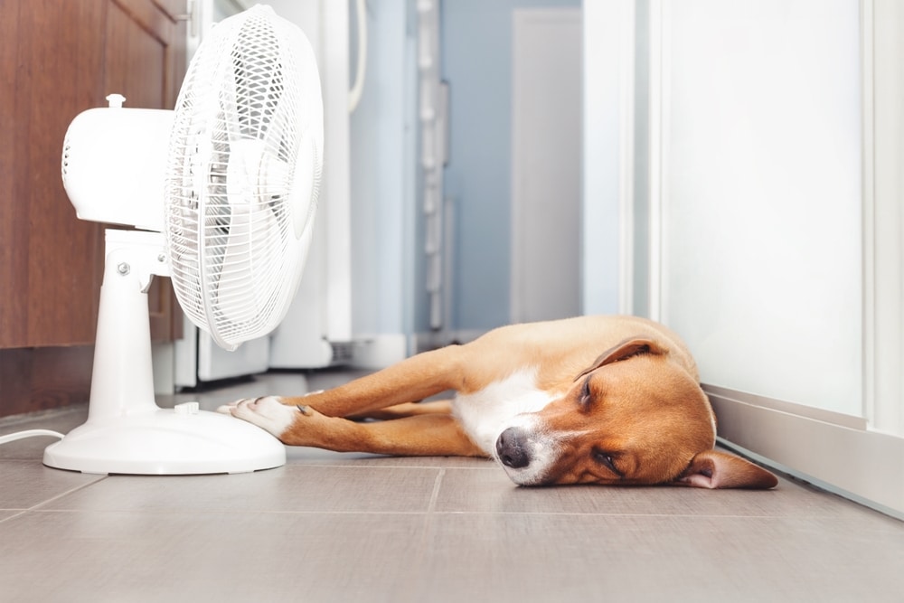 Dog lying in front of a fan to cool down on a warm day.