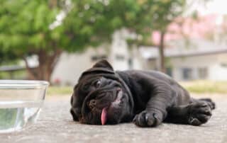 Pug dog drinking water from a cup to stay hydrated.