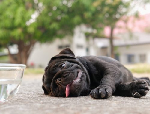 How Hot Is Too Hot to Take Your Dog Hiking?