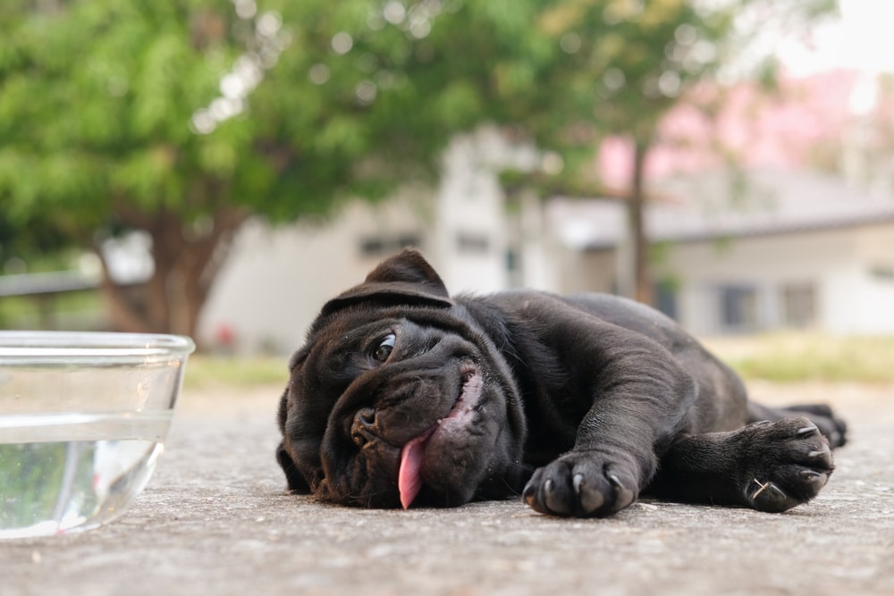 Pug dog drinking water from a cup to stay hydrated.