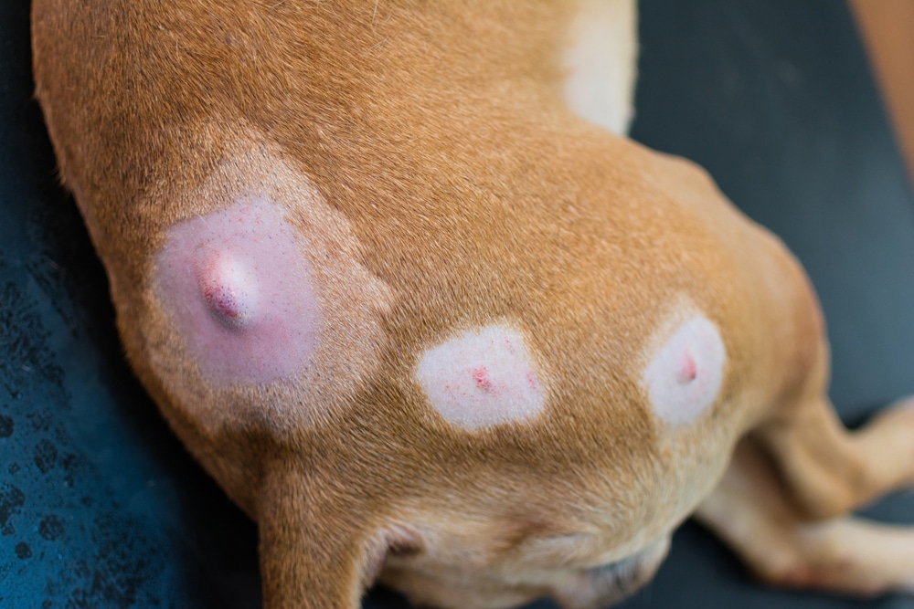 Close-up image of a skin lump partially covered by fur on a pet.